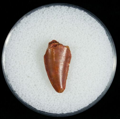 Raptor Tooth From Morocco - #6893